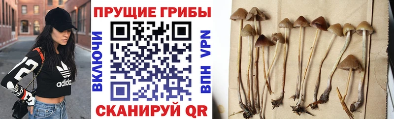 Псилоцибиновые грибы Psilocybe  mega ссылка  Воскресенск 