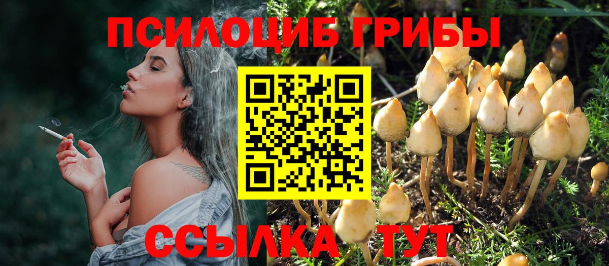 Галлюциногенные грибы Psilocybine cubensis  Псилоцибиновые грибы прущие грибы  Воскресенск 